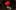 Hadestown-2023-show-artwork-card a single red flower held in a hand against a dark background
